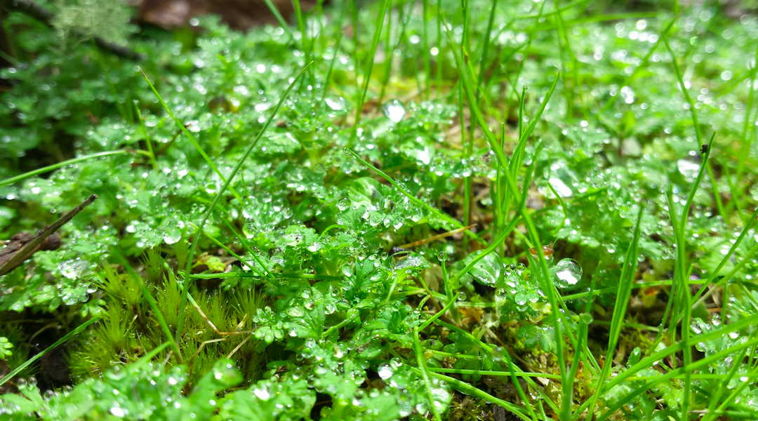 dew on grass dew on grass