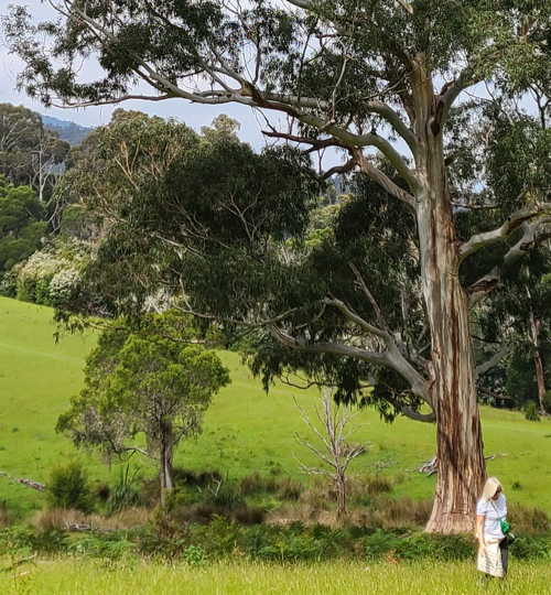 Forest Bathing Wellness Traveller