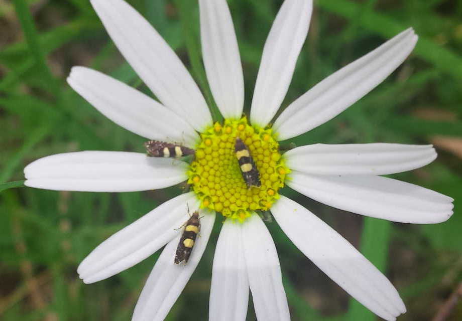 busy insects on flower