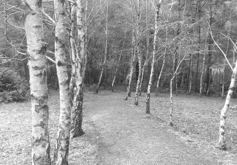 grey path among birch trees