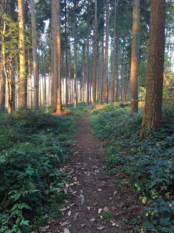 Belgian forest