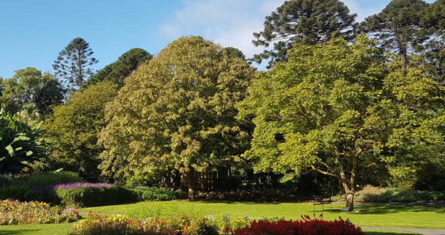 silence at Geelong Botanic Garden
