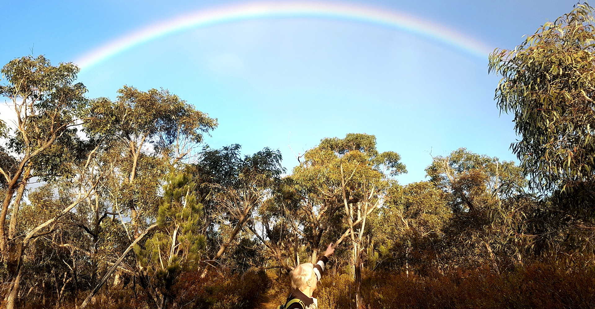 rainbow over forest